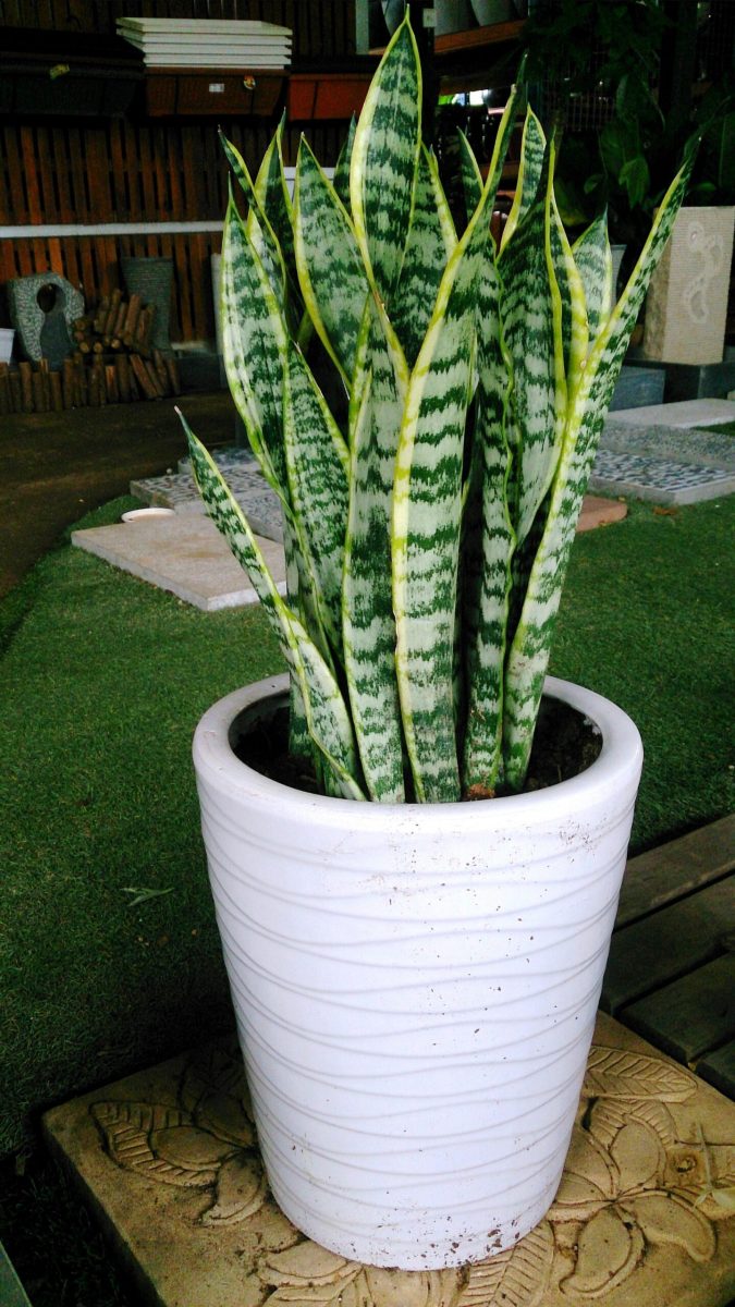 Snake Plant or Mother-in-Law’s Tongue (Sanservieria)