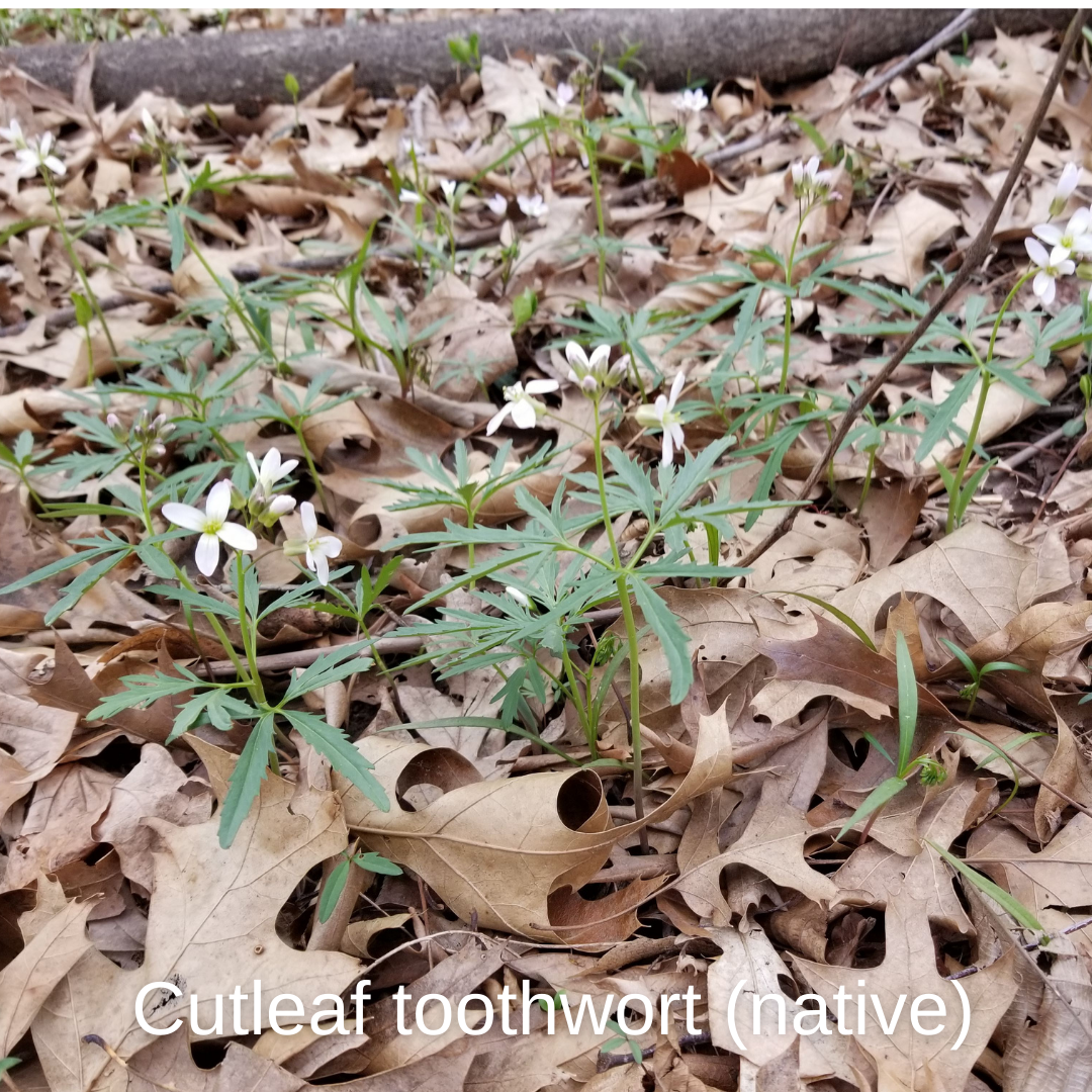 Cutleaf Toothwort