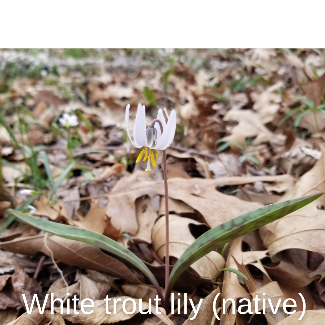 White trout lily