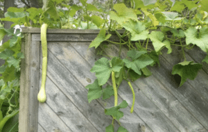 Trumpet Squash on Fence