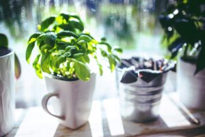 herbs in window