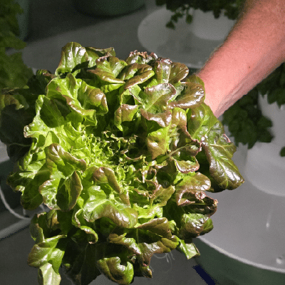 Oct 13, Living Roots Farm: Hand holding a head of red leaf lettuce grown in a hydroponic system.