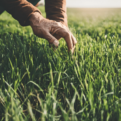 Apr 13, Lawn Care Basics: Weathered hand gently touching a lush green lawn at sunrise.