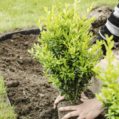 Feb 9, Millburn Tree Farm: Hands planting a young boxwood shrub in freshly dug soil.