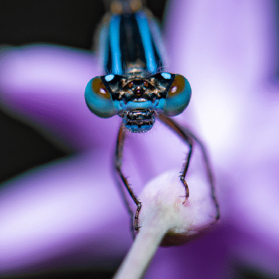 Mar 25, Dragonflies and Damselflies: Close-up of a blue damselfly perched on a purple flower.