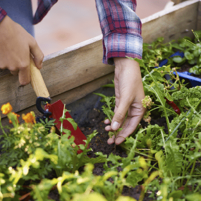 Mar 9, Lake County Farm Bureau: Hands tending seedlings in a raised garden bed, with a garden trowel nearby.