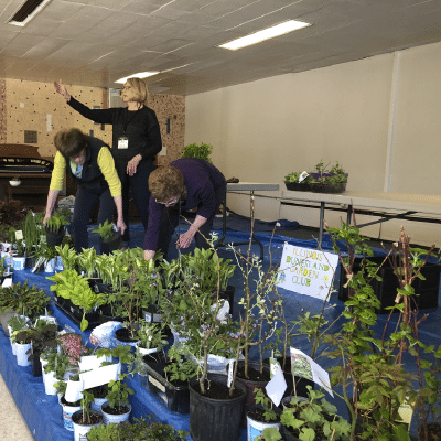 May 15, Annual Plant Sale/Auction: Garden club members arranging potted perennials on tables at a plant sale.