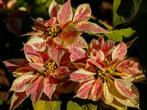 poinsettia-23866